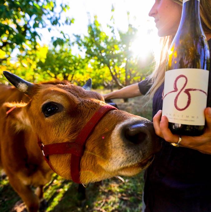 Kris and Canela, the cow