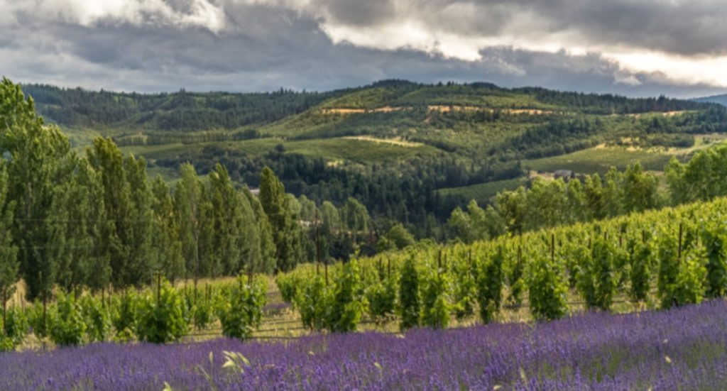 Our Vineyards Analemma Wines