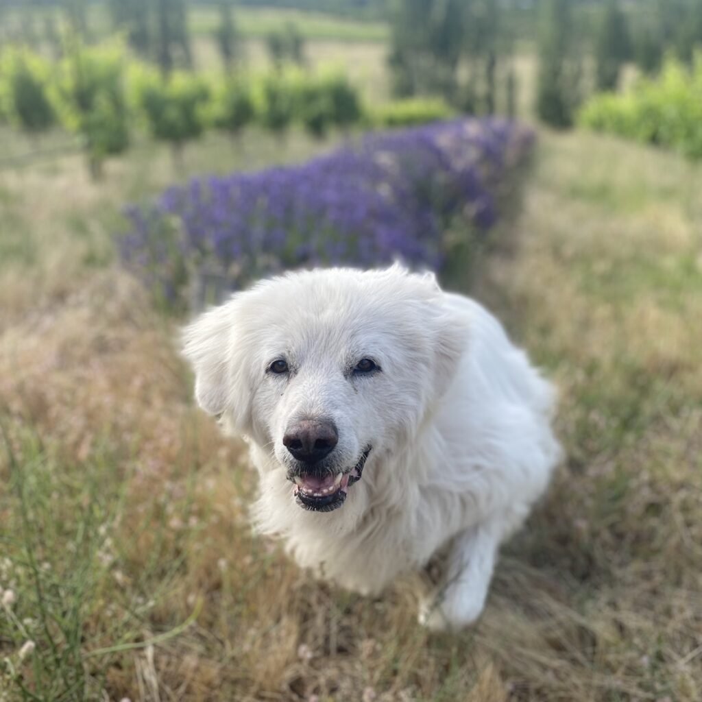 Daisy the vineyard dog